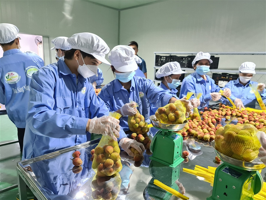 Hai Duong’s GlobalGAP lychees exported to EU